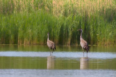 Turnalar göletin kıyısında yiyecek arıyorlar.