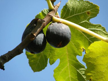 Feigen auf dem Baum