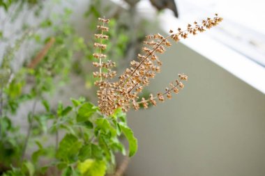 Tulsi - Kutsal fesleğen bitkisi iç mekanda, doğal bitkisel bitki örtüsünde