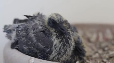 Genç güvercin, yakından bak