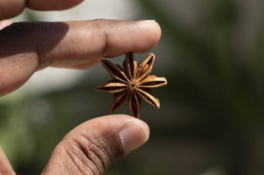 Yıldız anason Badiyan çakri telefon Bokeh arkaplanı ile el ele tutuşuyor