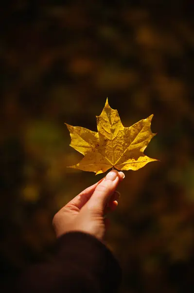 Graceful Embrace: Elegant Fingers Holding an Autumn Maple Leaf