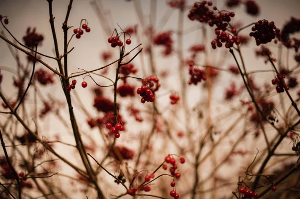 Autumn\'s Bounty: Berries Adorning Rustic Branches