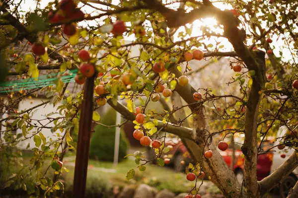 Autumn\'s Bounty: Apple Tree Laden with Nature\'s Treasures