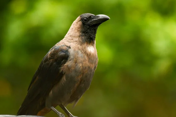 corcorus corax, black bird, corcoris corax corcorax. corcorcorus, a black bird in nature