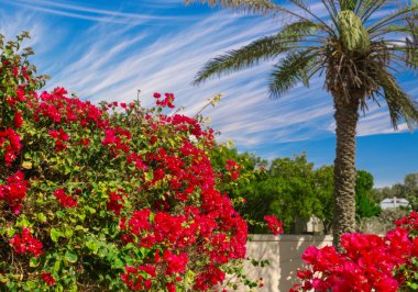 Lush red bougainvillea and a towering palm tree frame a striking blue sky with wispy clouds in this serene Dubai landscape, evoking a manicured tropical warmth. clipart