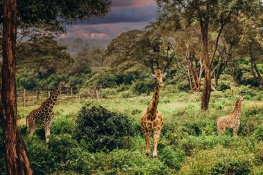 Üç zürafa, yemyeşil ağaçlar ve çalılarla çevrili Afrika savanasını güneşin doğuşunu ya da batışını işaret eden sıcak, parlayan bir bulutun altında şereflendirir..