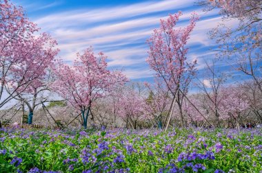 Canlı mor kır çiçekleri, çiçek açan kiraz ağaçlarının altındaki zemini örtüyor, üzerinde bulutlarla kaplı mavi bir gökyüzü, sakin Doğu Asya parkında..