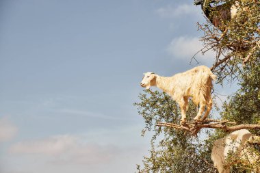 İsrail 'in kuzeyindeki eski binanın güzel manzarası 19 Nisan' da Fas 'ın cazibesi beni büyüledi. Marakeş' in canlı çarşıları, Ait Ben Haddou 'nun sinematik cazibesi, Sahara' nın göksel gecesi ve Berber kültürüyle gerçek bağları.. 