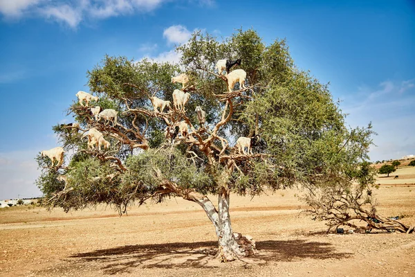 İsrail 'in kuzeyindeki eski binanın güzel manzarası 19 Nisan' da Fas 'ın cazibesi beni büyüledi. Marakeş' in canlı çarşıları, Ait Ben Haddou 'nun sinematik cazibesi, Sahara' nın göksel gecesi ve Berber kültürüyle gerçek bağları.. 