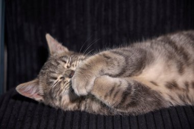 Profesyonel fotoğraf çekimi. Gri tekir bir kedinin zarafetini ve cazibesini yakalıyor. Tekdüze bir arkaplan karşısında, bu çok yönlü resim editörler, reklamlar ve görsel hikaye anlatımı için idealdir. Fotoğraf: Mauro Di Bonaventura