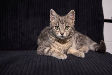 Profesyonel fotoğraf çekimi. Gri tekir bir kedinin zarafetini ve cazibesini yakalıyor. Tekdüze bir arkaplan karşısında, bu çok yönlü resim editörler, reklamlar ve görsel hikaye anlatımı için idealdir. Fotoğraf: Mauro Di Bonaventura