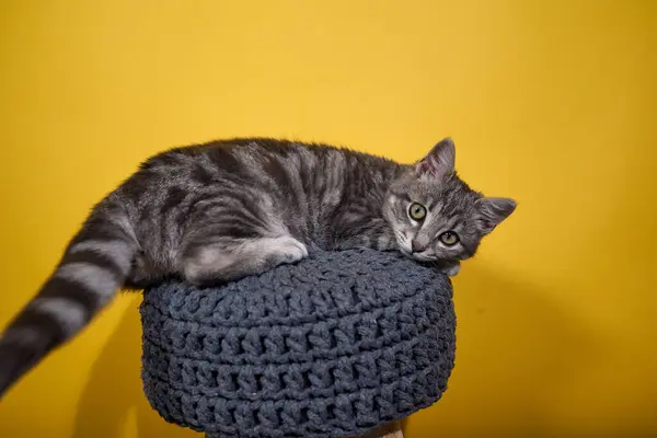 Profesyonel fotoğraf çekimi. Gri tekir bir kedinin zarafetini ve cazibesini yakalıyor. Tekdüze bir arkaplan karşısında, bu çok yönlü resim editörler, reklamlar ve görsel hikaye anlatımı için idealdir. Fotoğraf: Mauro Di Bonaventura