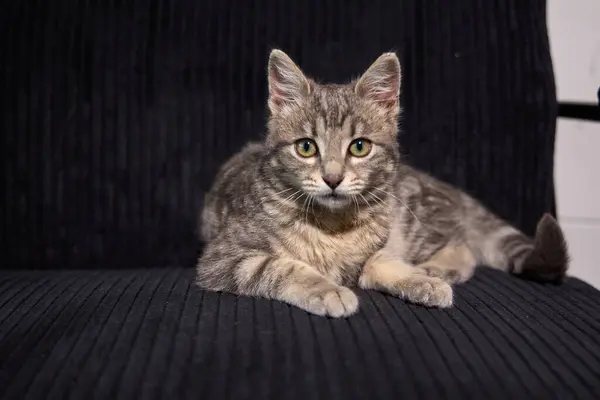 Profesyonel fotoğraf çekimi. Gri tekir bir kedinin zarafetini ve cazibesini yakalıyor. Tekdüze bir arkaplan karşısında, bu çok yönlü resim editörler, reklamlar ve görsel hikaye anlatımı için idealdir. Fotoğraf: Mauro Di Bonaventura