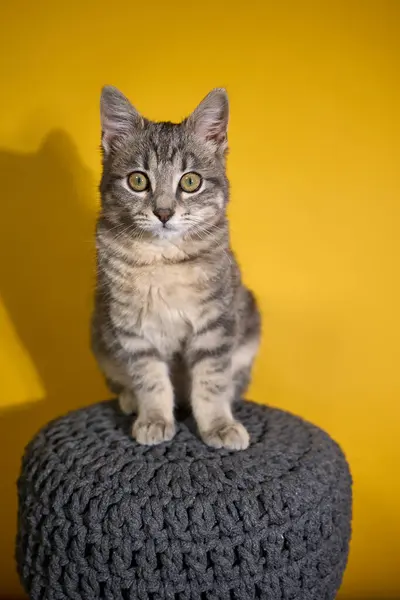 Profesyonel fotoğraf çekimi. Gri tekir bir kedinin zarafetini ve cazibesini yakalıyor. Tekdüze bir arkaplan karşısında, bu çok yönlü resim editörler, reklamlar ve görsel hikaye anlatımı için idealdir. Fotoğraf: Mauro Di Bonaventura