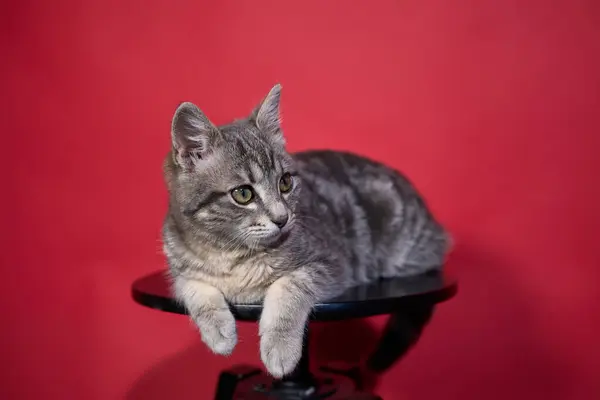 Profesyonel fotoğraf çekimi. Gri tekir bir kedinin zarafetini ve cazibesini yakalıyor. Tekdüze bir arkaplan karşısında, bu çok yönlü resim editörler, reklamlar ve görsel hikaye anlatımı için idealdir. Fotoğraf: Mauro Di Bonaventura