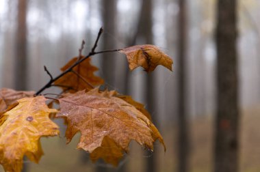 Ormanda serin sonbahar portakal yaprakları
