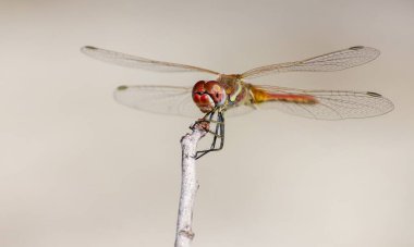 Yusufçuğun detaylı makro fotoğrafı. Makro çekim, yusufçuğun göz ve kanatlarının detaylarını gösteriyor. Doğal ortamında güzel bir yusufçuk.