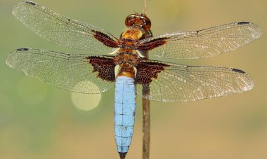 Yusufçuğun detaylı makro fotoğrafı. Makro çekim, yusufçuğun göz ve kanatlarının detaylarını gösteriyor. Doğal ortamında güzel bir yusufçuk.