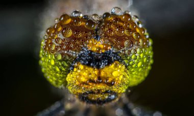 Yusufçuğun detaylı makro fotoğrafı. Makro çekim, yusufçuğun göz ve kanatlarının detaylarını gösteriyor. Doğal ortamında güzel bir yusufçuk.