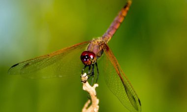 Yusufçuğun detaylı makro fotoğrafı. Makro çekim, yusufçuğun göz ve kanatlarının detaylarını gösteriyor. Doğal ortamında güzel bir yusufçuk.