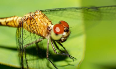 Yusufçuğun detaylı makro fotoğrafı. Makro çekim, yusufçuğun göz ve kanatlarının detaylarını gösteriyor. Doğal ortamında güzel bir yusufçuk.