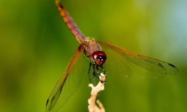 Yusufçuğun detaylı makro fotoğrafı. Makro çekim, yusufçuğun göz ve kanatlarının detaylarını gösteriyor. Doğal ortamında güzel bir yusufçuk.