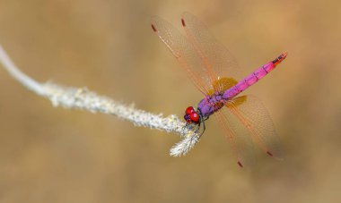 Yusufçuğun detaylı makro fotoğrafı. Makro çekim, yusufçuğun göz ve kanatlarının detaylarını gösteriyor. Doğal ortamında güzel bir yusufçuk.