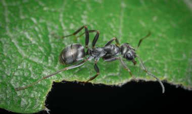 Kırmızı Kraliçe Karınca 'nın makro fotoğrafı, karınca kolonisinin portresi, parlak kafalı ve bacaklı siyah ve kahverengi karıncaların olduğu bölüme yakınlaştırma.