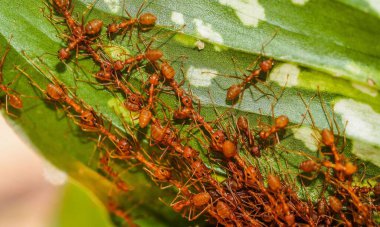 Kırmızı Kraliçe Karınca 'nın makro fotoğrafı, karınca kolonisinin portresi, parlak kafalı ve bacaklı siyah ve kahverengi karıncaların olduğu bölüme yakınlaştırma.