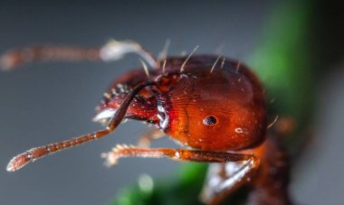 Kırmızı Kraliçe Karınca 'nın makro fotoğrafı, karınca kolonisinin portresi, parlak kafalı ve bacaklı siyah ve kahverengi karıncaların olduğu bölüme yakınlaştırma.