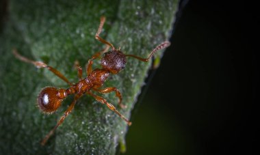 Kırmızı Kraliçe Karınca 'nın makro fotoğrafı, karınca kolonisinin portresi, parlak kafalı ve bacaklı siyah ve kahverengi karıncaların olduğu bölüme yakınlaştırma.