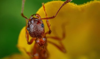 Kırmızı Kraliçe Karınca 'nın makro fotoğrafı, karınca kolonisinin portresi, parlak kafalı ve bacaklı siyah ve kahverengi karıncaların olduğu bölüme yakınlaştırma.