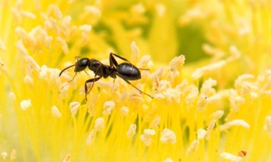 Kırmızı Kraliçe Karınca 'nın makro fotoğrafı, karınca kolonisinin portresi, parlak kafalı ve bacaklı siyah ve kahverengi karıncaların olduğu bölüme yakınlaştırma.