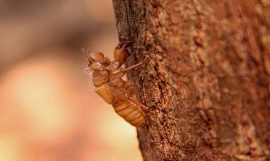 Kırmızı Kraliçe Karınca 'nın makro fotoğrafı, karınca kolonisinin portresi, parlak kafalı ve bacaklı siyah ve kahverengi karıncaların olduğu bölüme yakınlaştırma.
