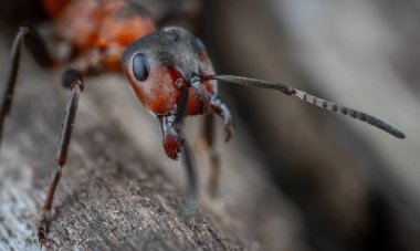 Kırmızı Kraliçe Karınca 'nın makro fotoğrafı, karınca kolonisinin portresi, parlak kafalı ve bacaklı siyah ve kahverengi karıncaların olduğu bölüme yakınlaştırma.