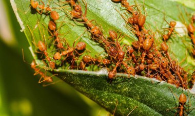 Kırmızı Kraliçe Karınca 'nın makro fotoğrafı, karınca kolonisinin portresi, parlak kafalı ve bacaklı siyah ve kahverengi karıncaların olduğu bölüme yakınlaştırma.