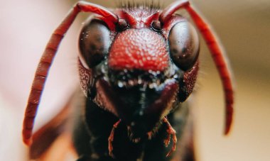 Kırmızı Kraliçe Karınca 'nın makro fotoğrafı, karınca kolonisinin portresi, parlak kafalı ve bacaklı siyah ve kahverengi karıncaların olduğu bölüme yakınlaştırma.