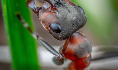 Kırmızı Kraliçe Karınca 'nın makro fotoğrafı, karınca kolonisinin portresi, parlak kafalı ve bacaklı siyah ve kahverengi karıncaların olduğu bölüme yakınlaştırma.