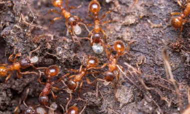 Kırmızı Kraliçe Karınca 'nın makro fotoğrafı, karınca kolonisinin portresi, parlak kafalı ve bacaklı siyah ve kahverengi karıncaların olduğu bölüme yakınlaştırma.