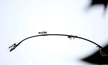 Kırmızı Kraliçe Karınca 'nın makro fotoğrafı, karınca kolonisinin portresi, parlak kafalı ve bacaklı siyah ve kahverengi karıncaların olduğu bölüme yakınlaştırma.