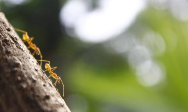 Kırmızı Kraliçe Karınca 'nın makro fotoğrafı, karınca kolonisinin portresi, parlak kafalı ve bacaklı siyah ve kahverengi karıncaların olduğu bölüme yakınlaştırma.