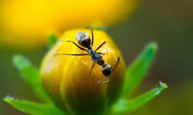 Kırmızı Kraliçe Karınca 'nın makro fotoğrafı, karınca kolonisinin portresi, parlak kafalı ve bacaklı siyah ve kahverengi karıncaların olduğu bölüme yakınlaştırma.
