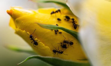 Kırmızı Kraliçe Karınca 'nın makro fotoğrafı, karınca kolonisinin portresi, parlak kafalı ve bacaklı siyah ve kahverengi karıncaların olduğu bölüme yakınlaştırma.