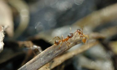 Kırmızı Kraliçe Karınca 'nın makro fotoğrafı, karınca kolonisinin portresi, parlak kafalı ve bacaklı siyah ve kahverengi karıncaların olduğu bölüme yakınlaştırma.