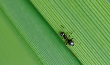 Kırmızı Kraliçe Karınca 'nın makro fotoğrafı, karınca kolonisinin portresi, parlak kafalı ve bacaklı siyah ve kahverengi karıncaların olduğu bölüme yakınlaştırma.