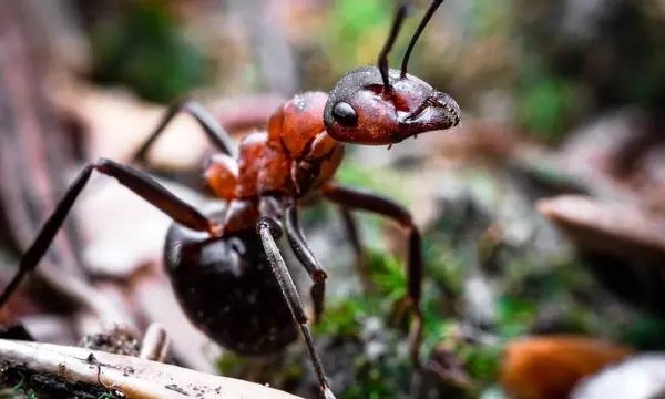 macro photo of red queen ant, portrait of ant colony,Closeup zoom in section of black and brown ants with shiny heads and legs