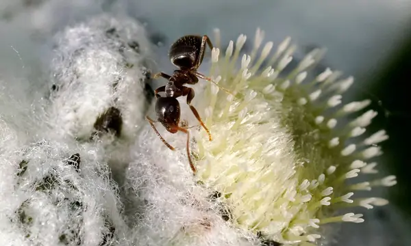macro photo of red queen ant, portrait of ant colony,Closeup zoom in section of black and brown ants with shiny heads and legs