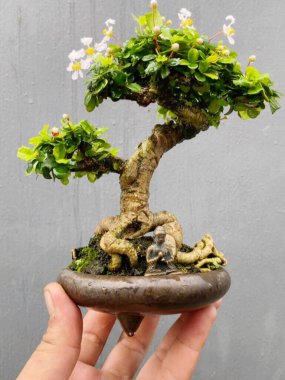 Beyaz arkaplanı olan bonsai ağacı