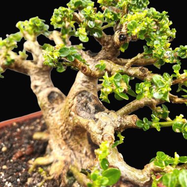 Bonsai ağacı, kalp şeklinde bitki.